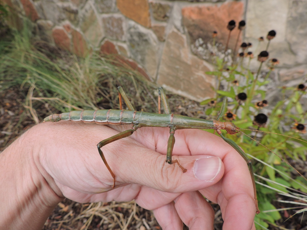 Giant Walkingstick