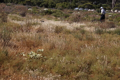 Aspalathus retroflexa retroflexa