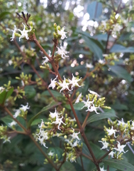 Ichnocarpus frutescens