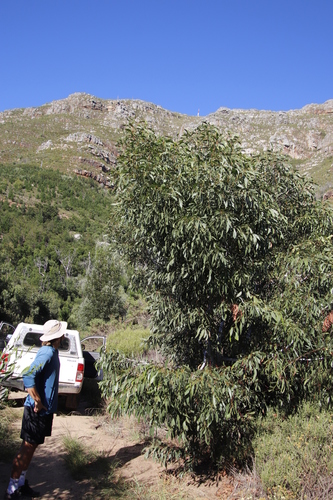 Golden wattle (Acacia pycnantha)