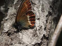 Coenonympha hero