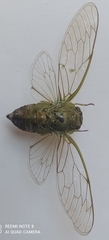 Cicadoidea