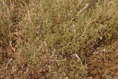 Aspalathus retroflexa retroflexa