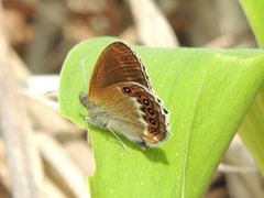 Coenonympha hero