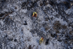 Papio ursinus ursinus