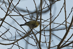 Cyanistes caeruleus
