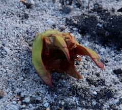 Papio ursinus ursinus