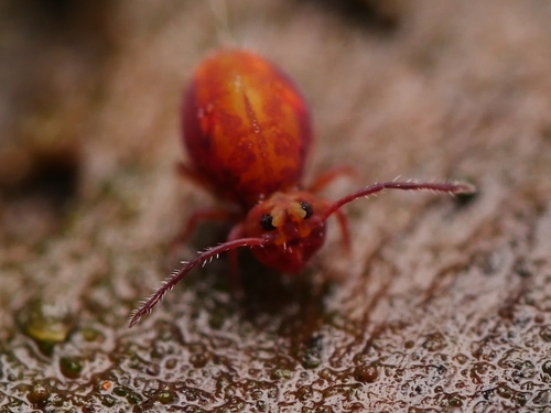 Dicyrtoma fusca, photo 4 of 8
