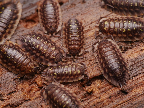 Paprastasis vėdarėlis nuotrauka