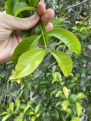 Syzygium hemilamprum