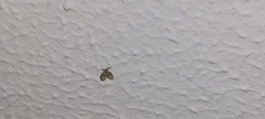 Clogmia albipunctata