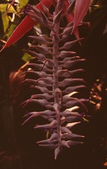 Aechmea mcvaughii
