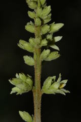 Forsteronia spicata