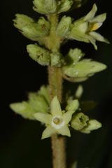 Forsteronia spicata