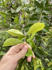 Syzygium hemilamprum