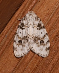 Clemensia ochreata