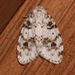 Little Ochre Lichen Moth - Photo (c) Laura Gaudette, some rights reserved (CC BY), uploaded by Laura Gaudette