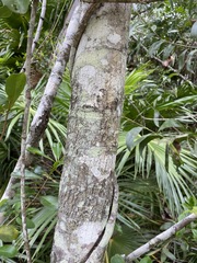 Syzygium hemilamprum