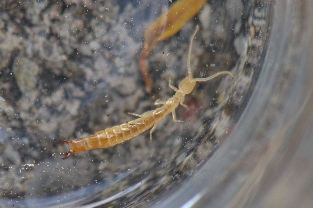 Dipljapyx humberti