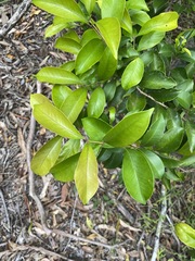 Syzygium hemilamprum