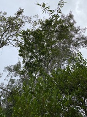 Syzygium hemilamprum