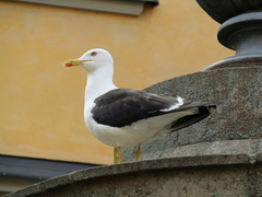 Larus fuscus fuscus