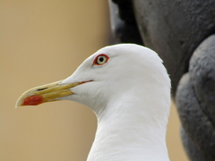 Larus fuscus fuscus