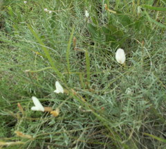 Astragalus ucrainicus