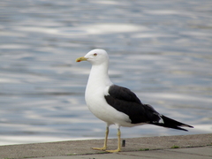 Larus fuscus fuscus