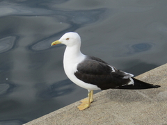 Larus fuscus fuscus