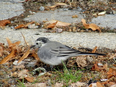 Motacilla alba