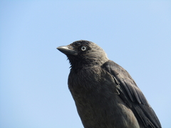 Corvus monedula