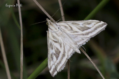 Loxostege aeruginalis