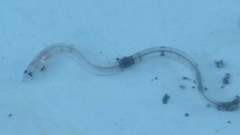 Anguilla rostrata