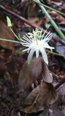 Passiflora capsularis