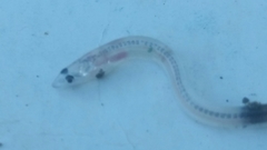 Anguilla rostrata