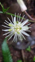 Passiflora capsularis