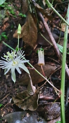 Passiflora capsularis