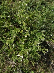 Symphytum tauricum