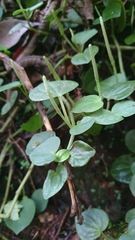 Peperomia urocarpa