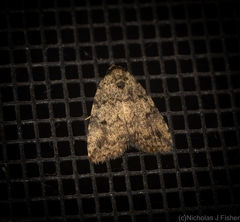 Tolpia conscitulana