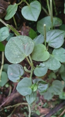 Peperomia urocarpa