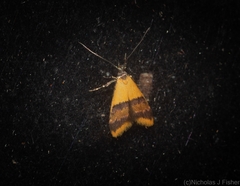 Hapaloteucha polemistis