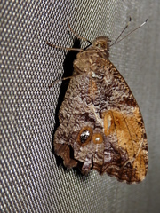 Amphidecta calliomma