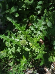Echinops armatus