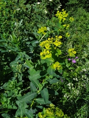 Euphorbia tauricola