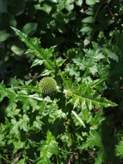 Echinops armatus