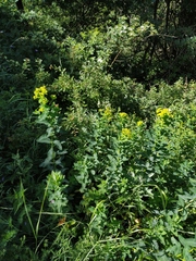 Euphorbia tauricola