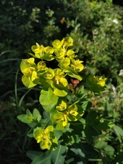 Euphorbia tauricola