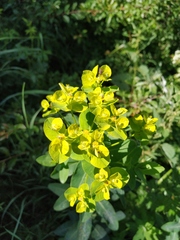 Euphorbia tauricola